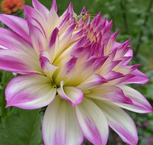 white dahlia brushed with purple tips and a green grasshopper at center