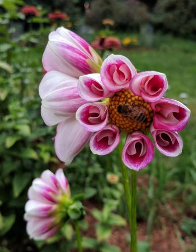 pink and white collarette dahlia with furled petals and honeybee at center