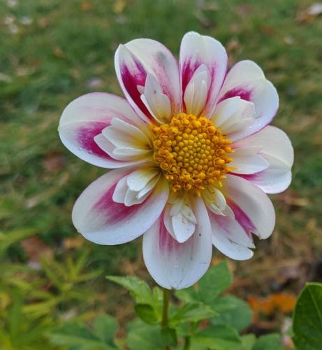 pink and white collarette dahlia