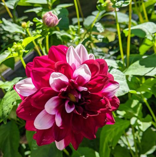 red and white dahlia