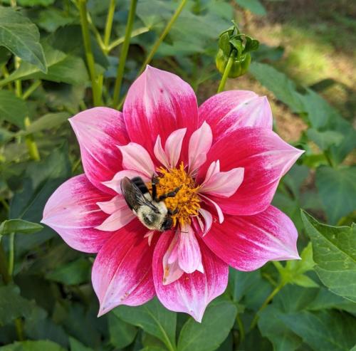 pink collarette dahlia with bumble bee in center