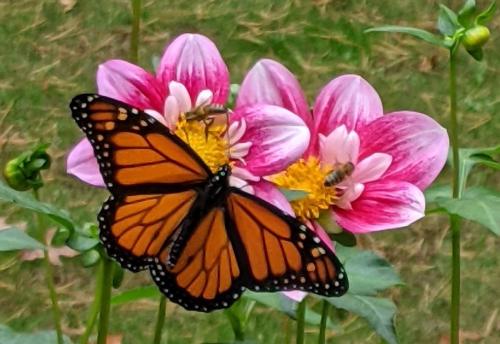 two pink collarette dahlias with honeybees at center and one monarch butterfly resting on top