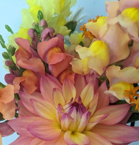 pink and yellow dahlia with pink and yellow snapdragons