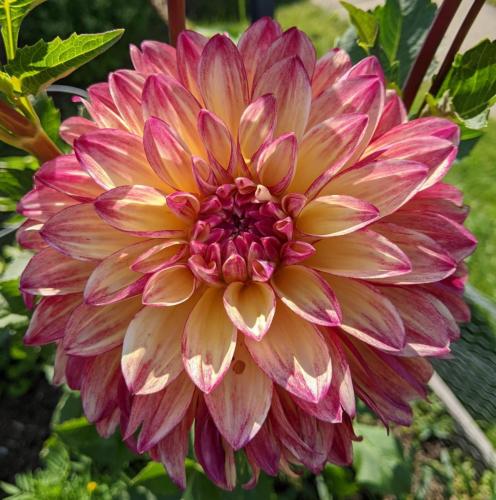 Gitts Crazy dahlia with gold, pink, and orange tones