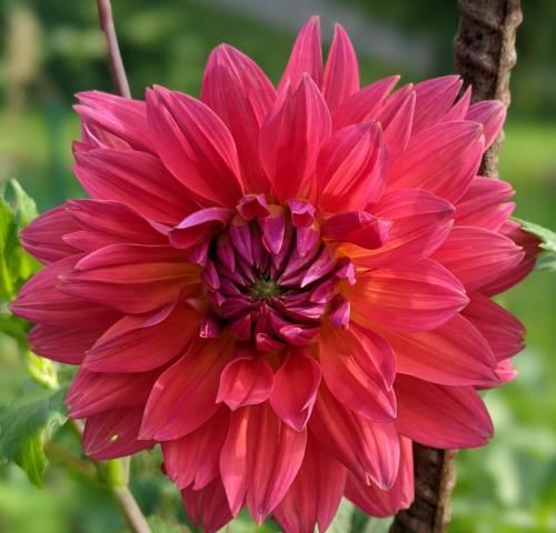 Fire Magic dahlia with smokey fuschsia petals