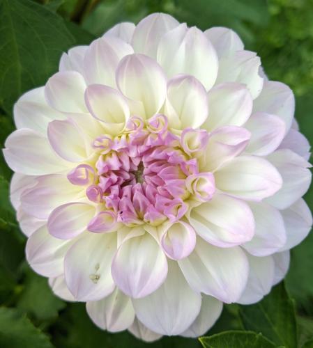 Midnight Moon dahlia of white petals with lavender tips and flower center