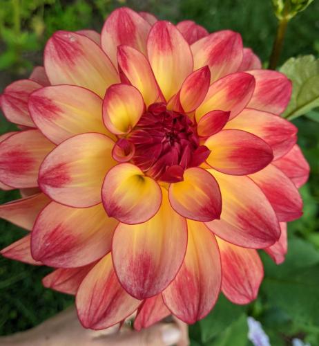 Mai Tai dahlia golden petals with coral tips