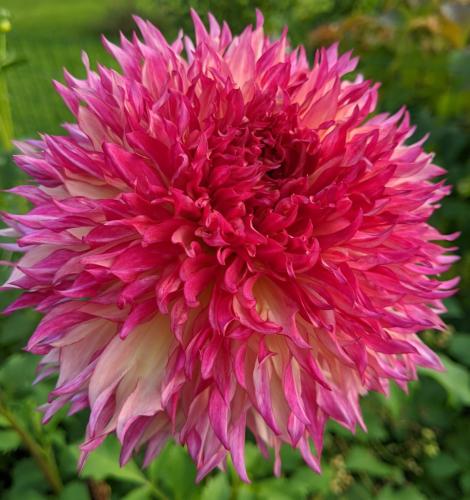 Myrte's Folly dahlia with fuzzy petals that are hot pink at the tips and blend into orange at the center