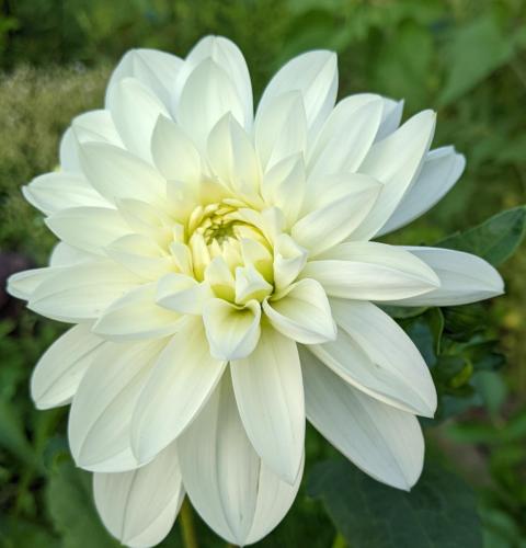 white bridezilla dahlia