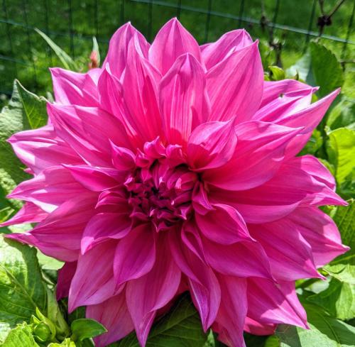 Cafe au lait Rose dahlia with hot pink petals