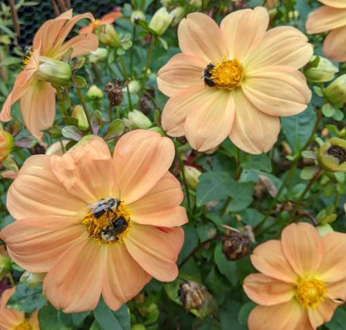 tangerine colored single flower dahlias with visiting honeybees