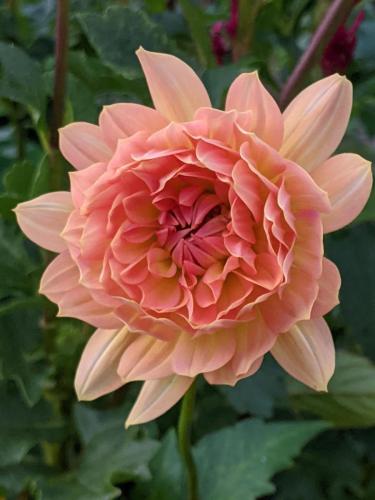 Gabrielle Marie, a peach-colored waterlily dahlia bloom